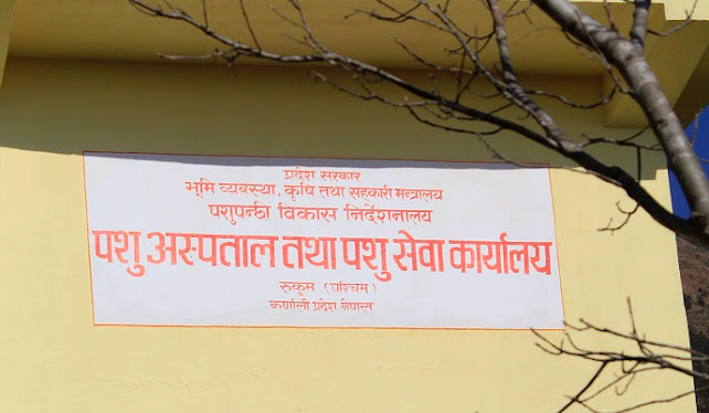 पशु अस्पताल तथा पशु सेवा कार्यालय रुकुम पश्चिम जिल्लाकै नमुना 